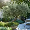 Jardin méditerranéen 10m² 